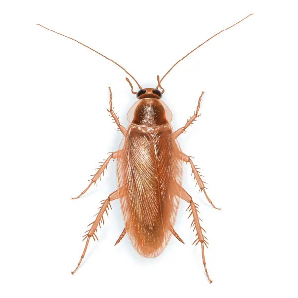 الصرصار البني المخطط Supella longipalpa - الدليل الشامل للقضاء على الصراصير