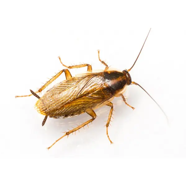 الصرصار الألماني Blattella germanica - الدليل الشامل للقضاء على الصراصير - 600×600