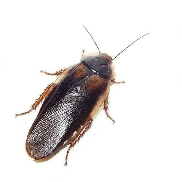 الصرصار الدخاني البني Periplaneta fuliginosa - الدليل الشامل للقضاء على الصراصير