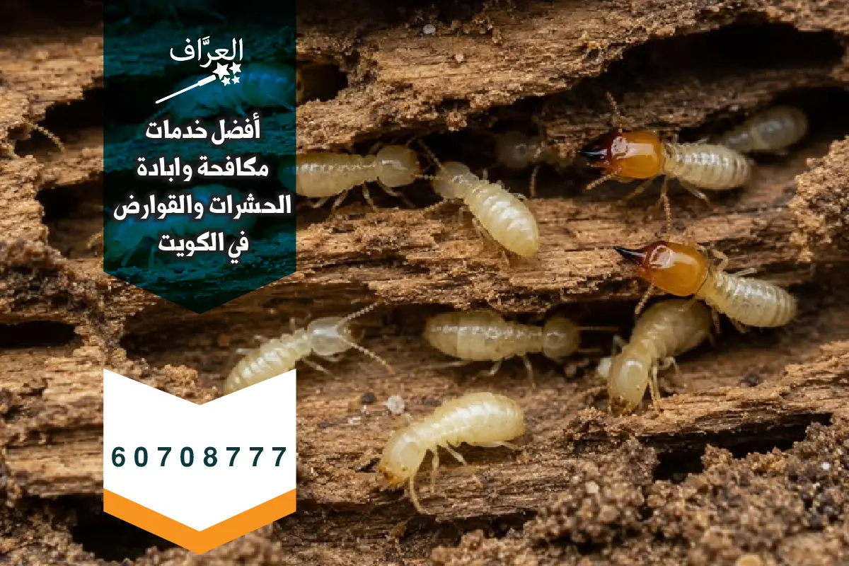 حقن الأساسات الخرسانية للقضاء على مستعمرات النمل الأبيض