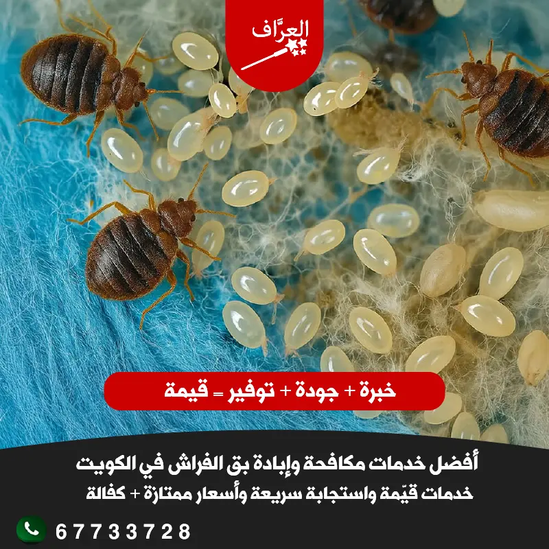 خدمات مكافحة بق الفراش في الأحمدي مع كفالة أفضل مكافحة بق الأحمدي كفالة سنة - العرَّاف