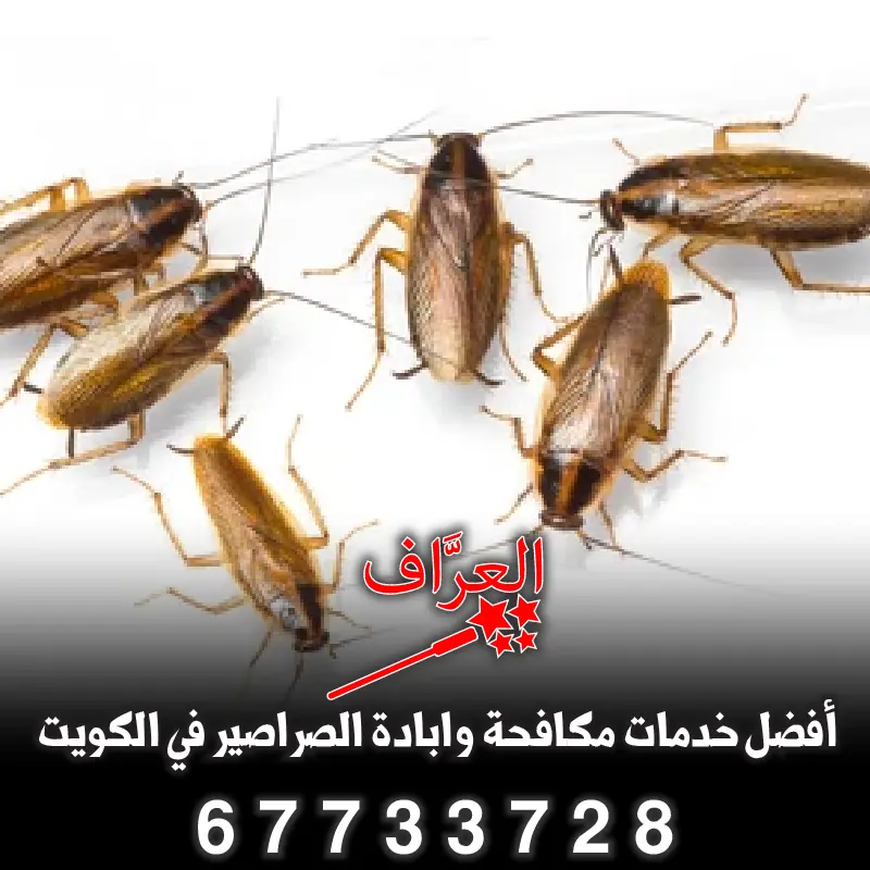 مكافحة صراصير ألمانية