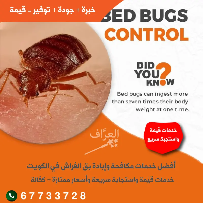 أفضل طرق مكافحة بق الفراش في الكويت