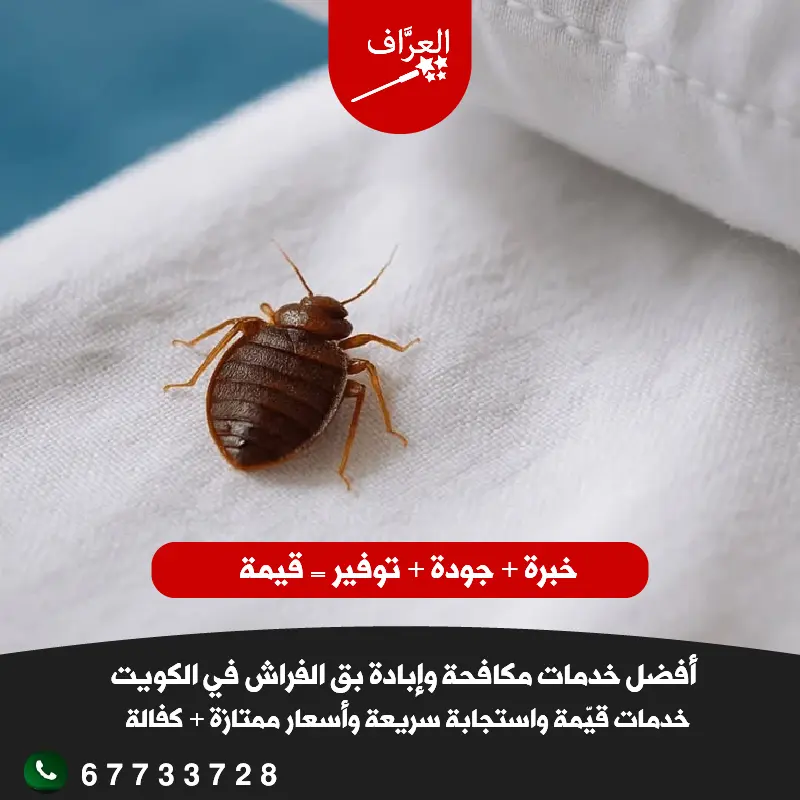 مكافحة بق الفراش في محافظة الجهراء