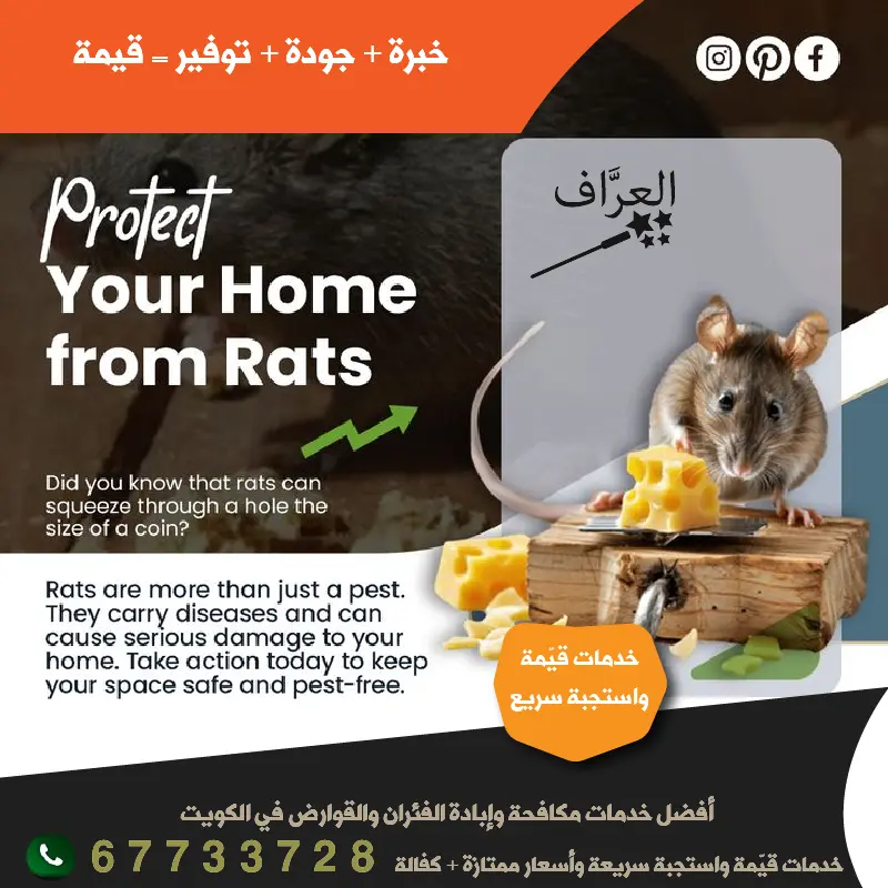 الفئران والقوارض في الكويت وطرق القضاء عليها نهائياً