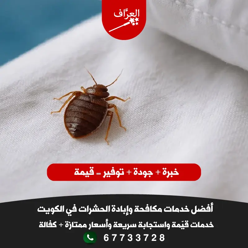 رش بق الفراش في الرحاب وأشبيلية بالبخار الحراري - إبادة فورية