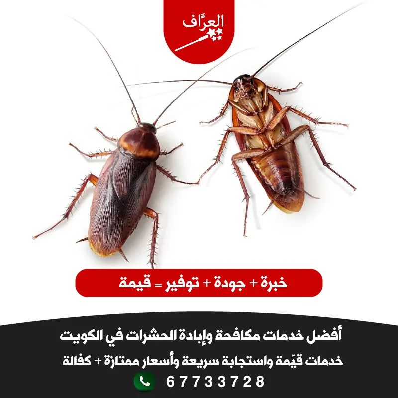 رش مكافحة الصراصير الكبيرة والصغيرة في خيطان جليب الشيوخ الفروانية