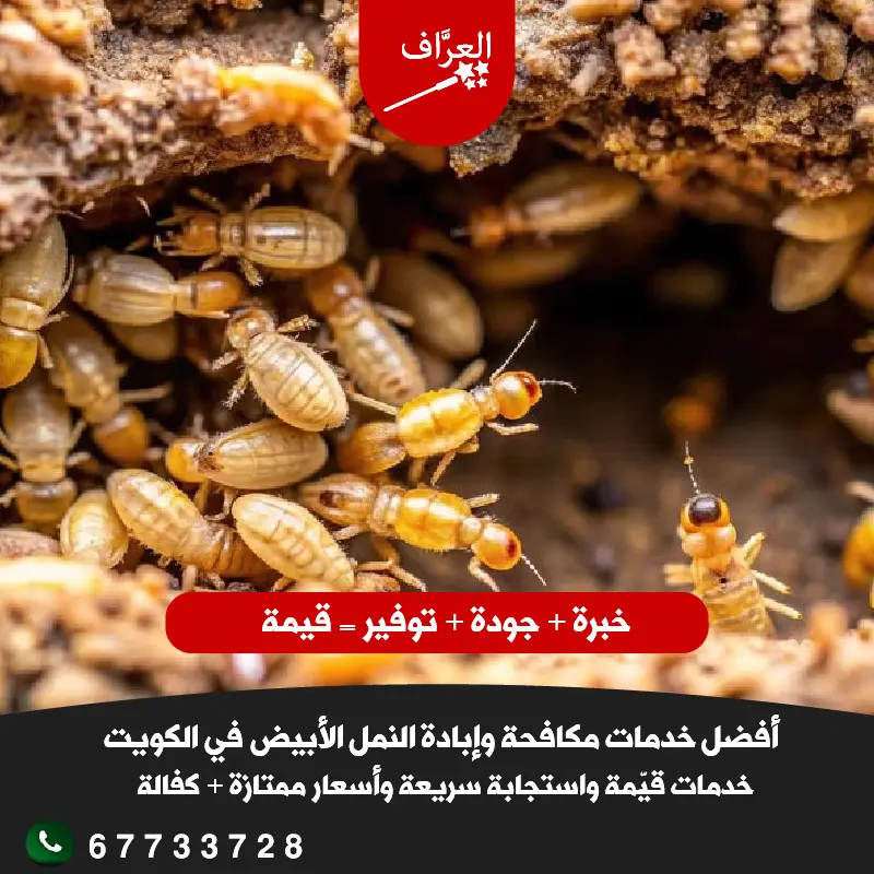 فني شركة العراف يقوم بحقن التربة لمكافحة النمل الأبيض والأرضة في فيلا بمنطقة حولي باستخدام مبيدات معتمدة.