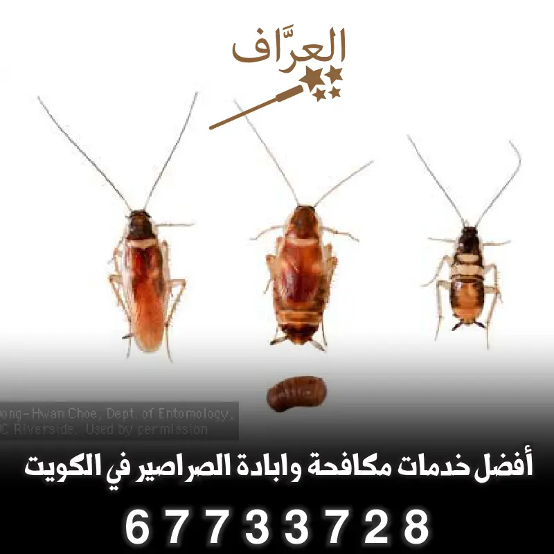 صراصير مخططة في الكويت وخدمات مكافحتها