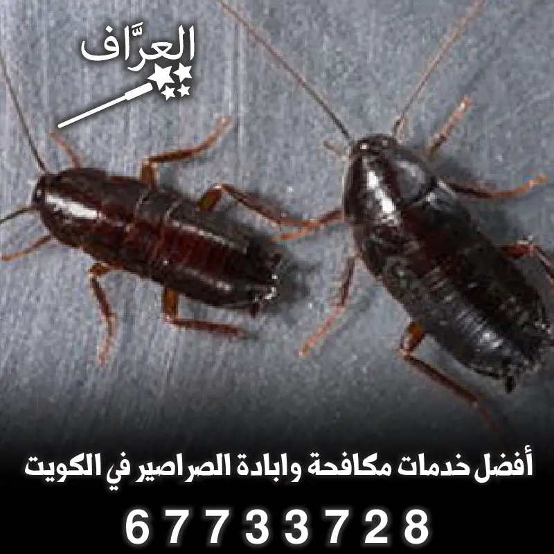 صراصير شرقية في الكويت وكيفية التخلص منها
