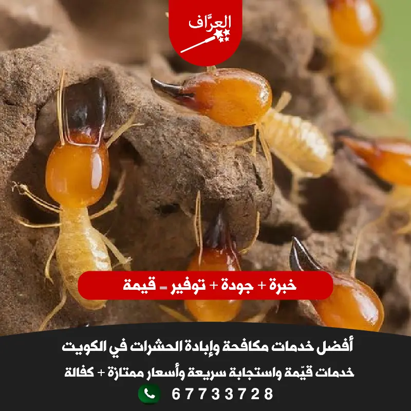 مكافحة النمل الأبيض الأرضة في الفردوس والعمرية حماية الفلل والأخشاب