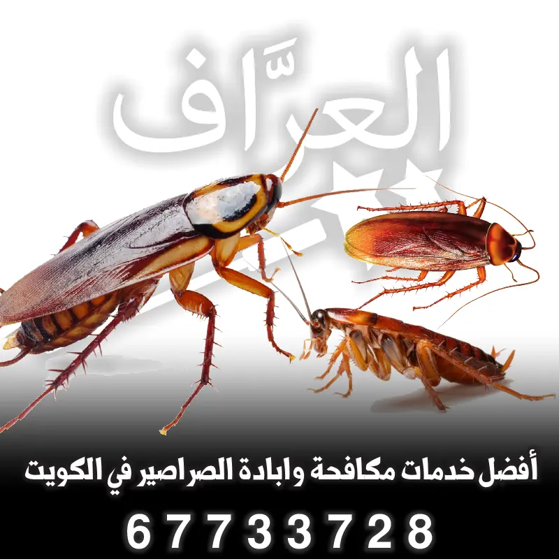 صراصير أمريكية في الكويت وطرق القضاء عليها
