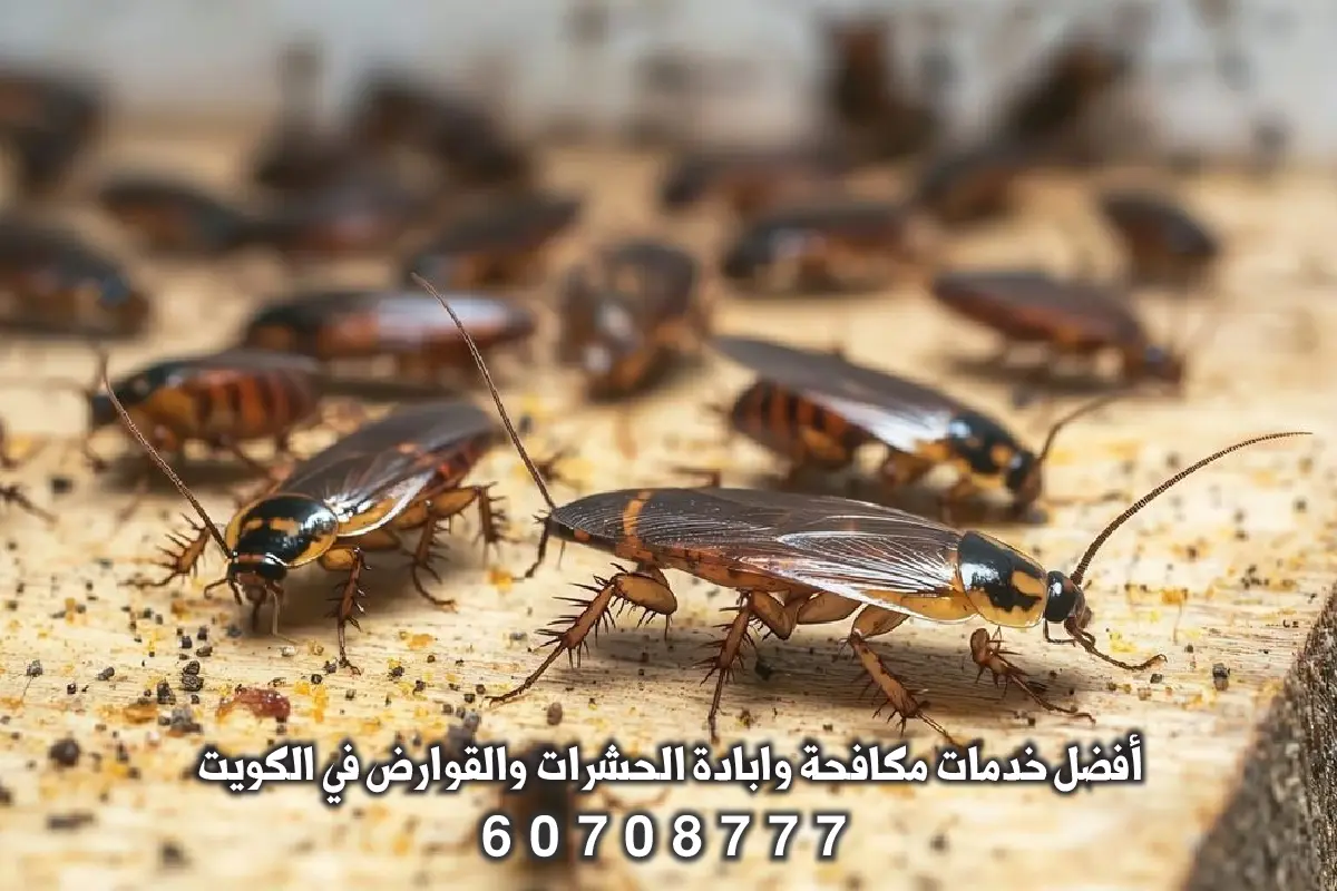 رش الصراصير باستخدام الجل والمبيدات في مبارك الكبير