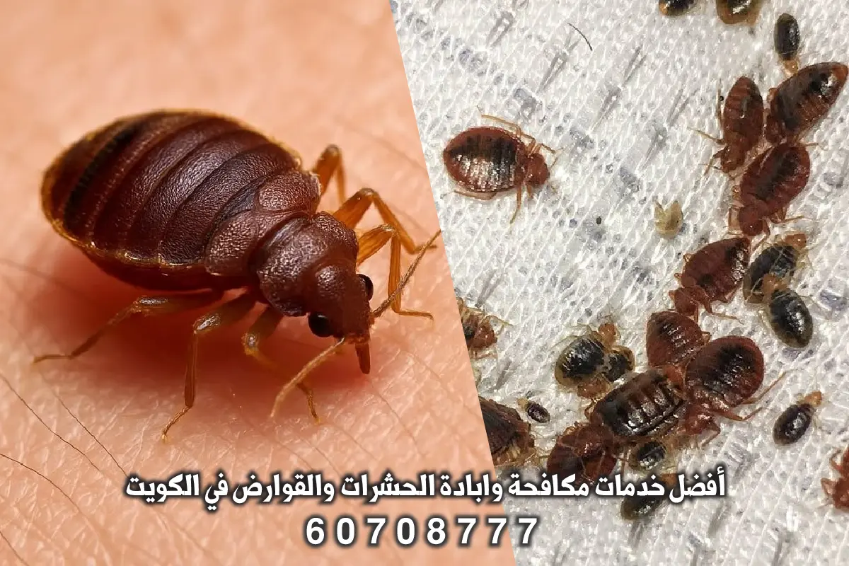 معالجة بق الفراش في مبارك الكبير