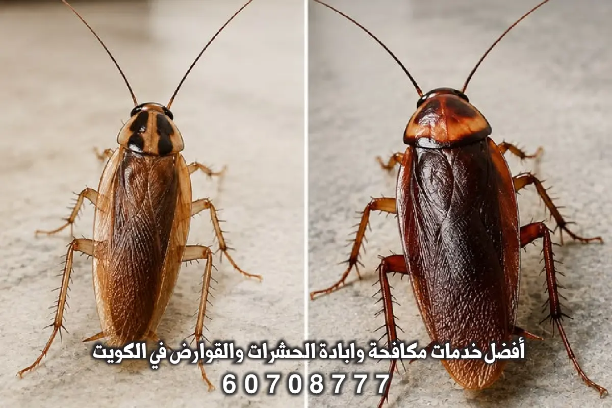 تطبيق الجل الأمريكي لمكافحة الصراصير في مطبخ بالخالدية الكويت