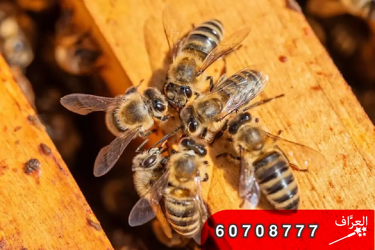 إزالة خلايا النحل من الأسطح في العاصمة الكويت