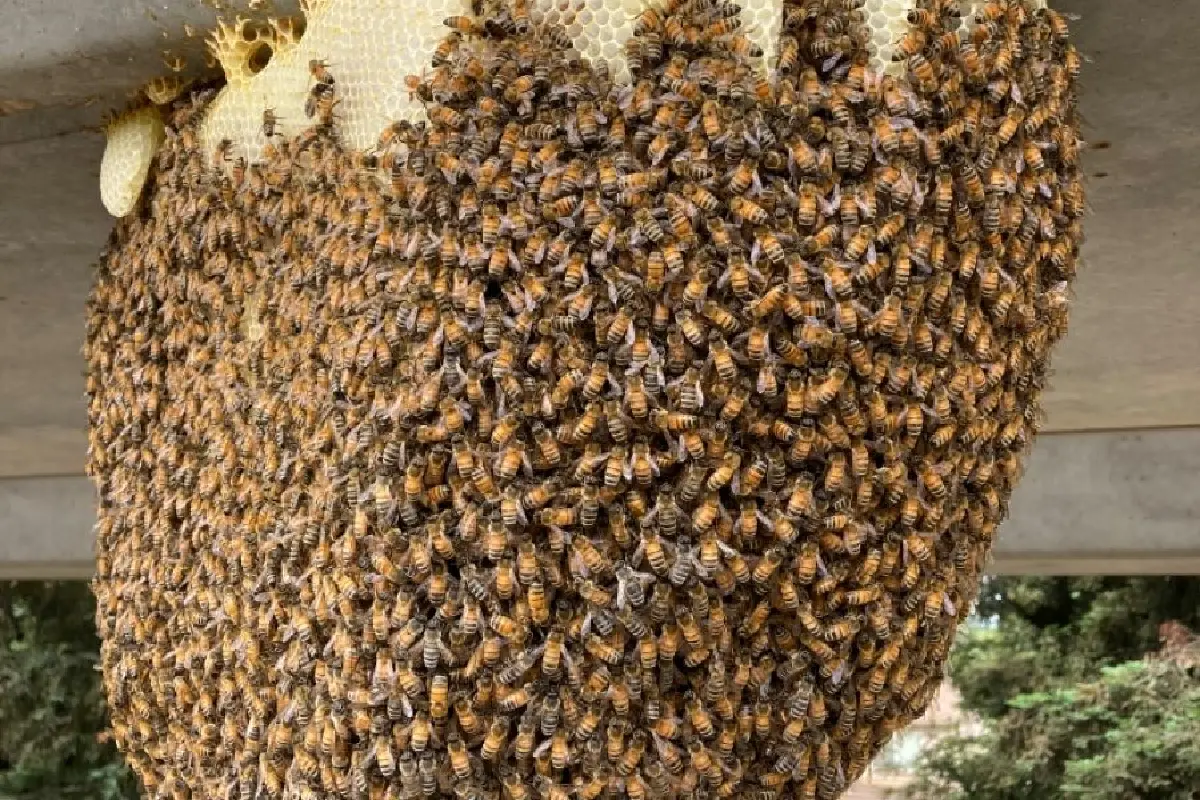 إزالة خلية نحل من سطح مبنى في الصالحية الكويت