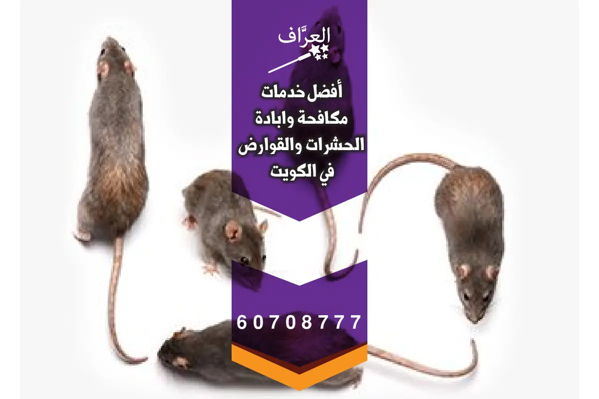 محطات طعوم آمنة ضمن مكافحة قوارض وحشرات الشويخ في مستودع